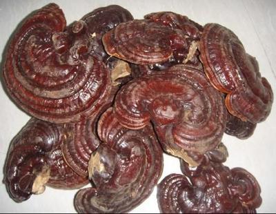 靈芝批發(fā)廠家 江西安遠(yuǎn)浩民農(nóng)產(chǎn)品的專業(yè)供應(yīng)與優(yōu)勢