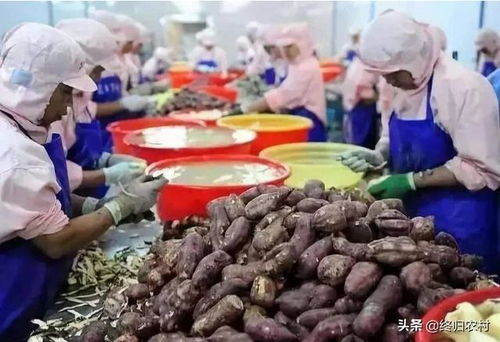 10-20萬農村創業指南 十大農產品加工項目點亮鄉村振興路